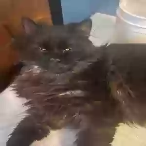 lost male cat bamboo