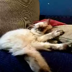 lost female cat roxy