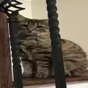 lost male cat lenny