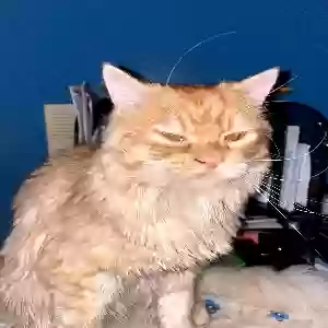 lost male cat guerro