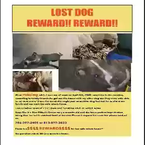 lost female dog baloo