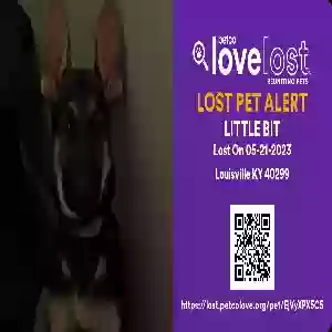 lost female dog little bit