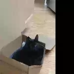 lost male cat milo