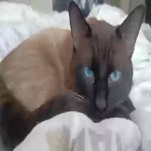 lost male cat luka