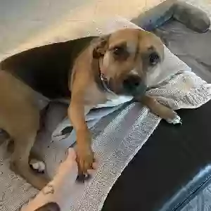 lost female dog koda