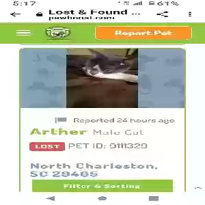 lost male cat arther