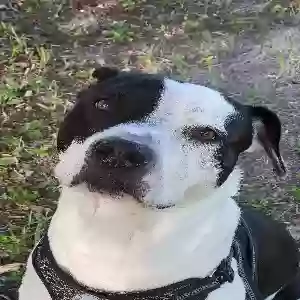 lost male dog hercules