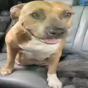 lost female dog rolex