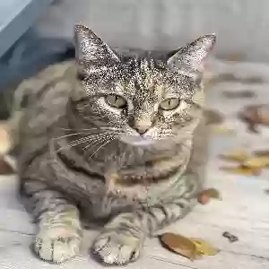 lost female cat enana