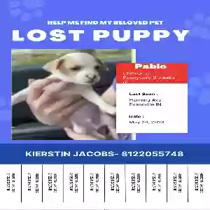 lost male dog pablo