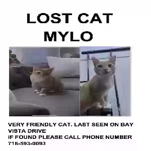 lost male cat mylo