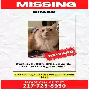 lost male cat draco