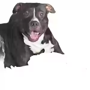 lost male dog raiden