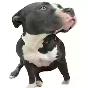 lost female dog storm