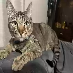 lost male cat link