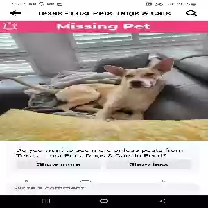 lost female dog daisy