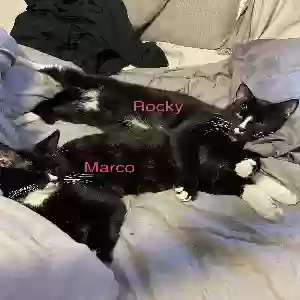 lost male cat rocky & marco
