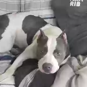 found female dog unknown