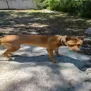 lost female dog lily