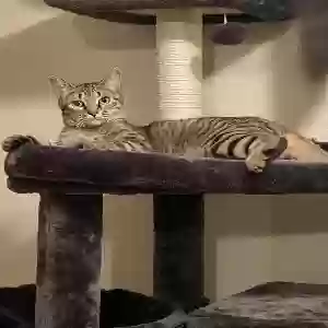 lost female cat rajah