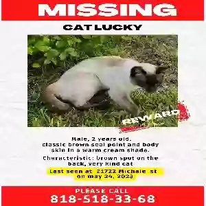 Lost Male Cat