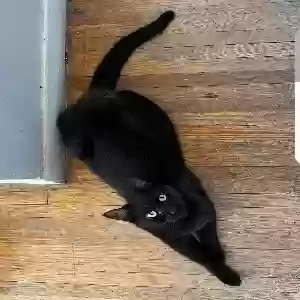 Lost Female Cat