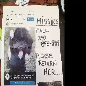 lost female dog chloe