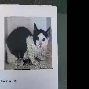 lost male cat trouble