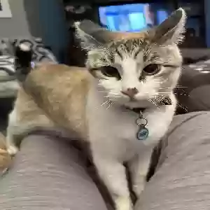 lost male cat winston