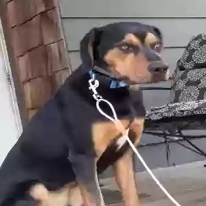 lost male dog roscoe aka bob