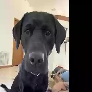 lost male dog bradley