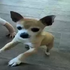 lost female dog mia