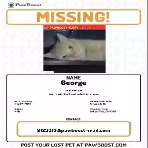 lost male cat george