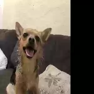 lost female dog gypsy
