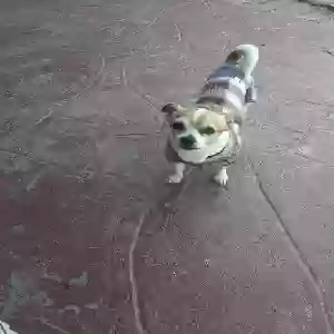 lost male dog bandit