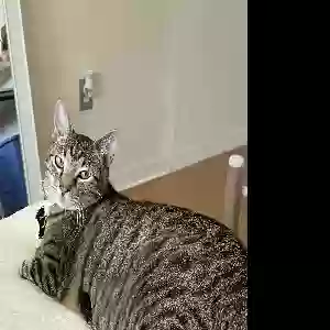 lost male cat versace