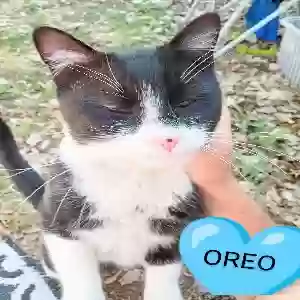 lost male cat oreo