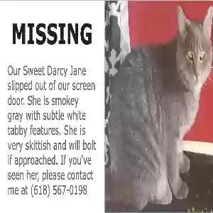 lost female cat darcy jane