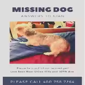 lost male dog nian