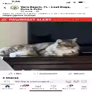 lost male cat cody