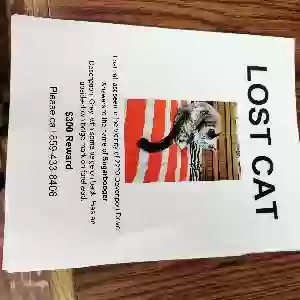 lost female cat sugarbooger