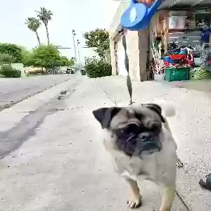 found male dog unknown