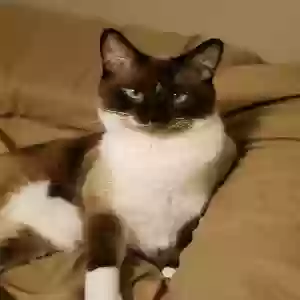 lost male cat romeo
