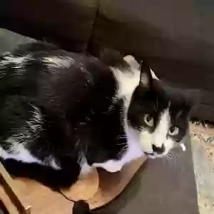 lost male cat oreo