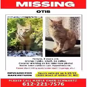 lost female cat otis