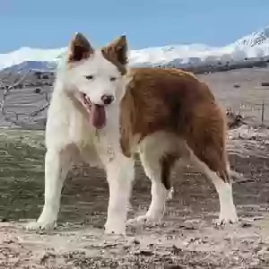 lost female dog sweet