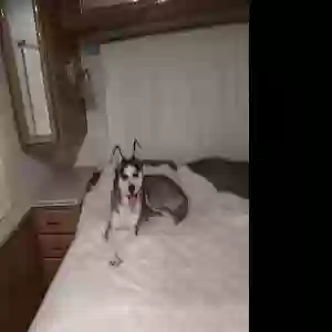 found female dog calling her gretchen myself