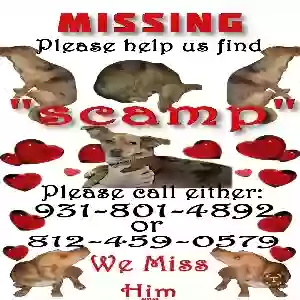 lost male dog scamp aka 