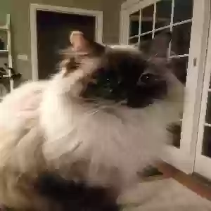 lost female cat bella