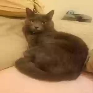 lost male cat shadow